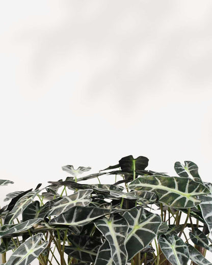Alocasia Bambino – Une beauté compacte aux feuilles audacieuses