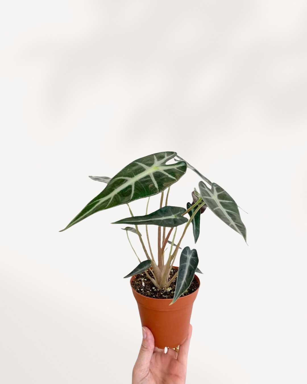 Alocasia Bambino – Une beauté compacte aux feuilles audacieuses