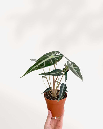 Alocasia Bambino – Une beauté compacte aux feuilles audacieuses