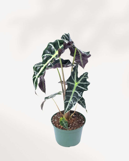 Alocasia Bambino – Une beauté compacte aux feuilles audacieuses