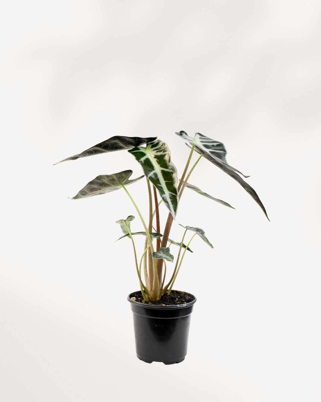 Alocasia Bambino – Une beauté compacte aux feuilles audacieuses