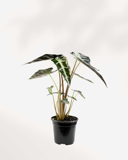 Alocasia Bambino – Une beauté compacte aux feuilles audacieuses