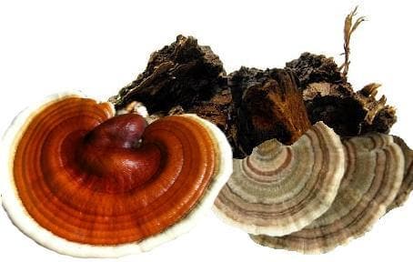 Organic Chaga, Reishi, Turkey Tail Mushroom ImmuniTea - Cinnamon Ginger