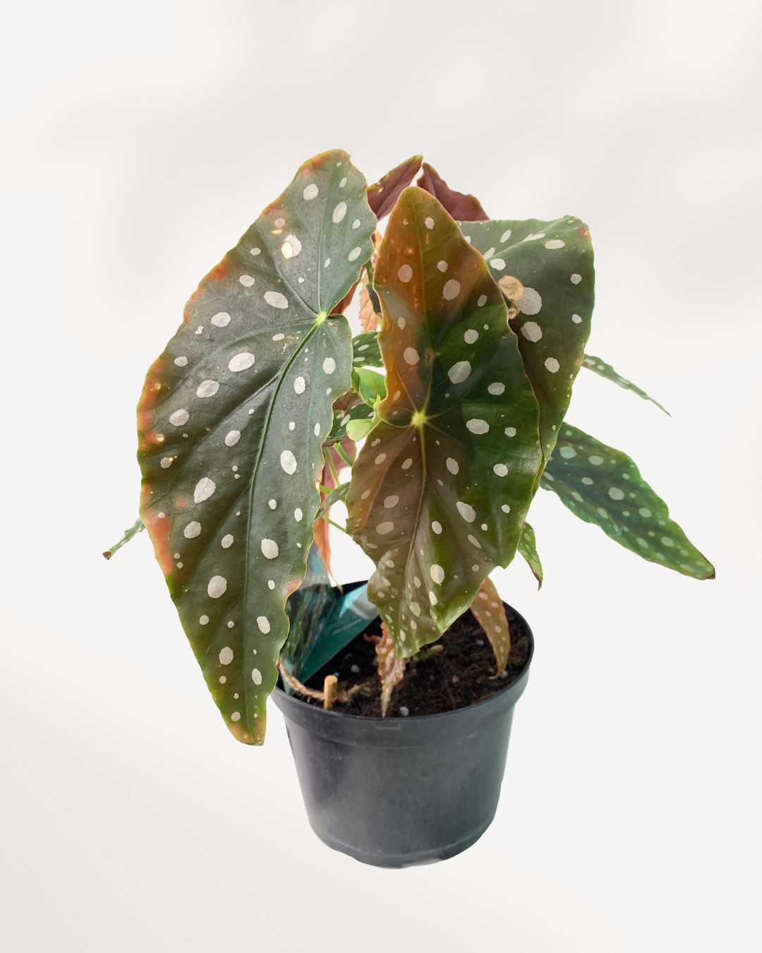 Bégonia Maculata