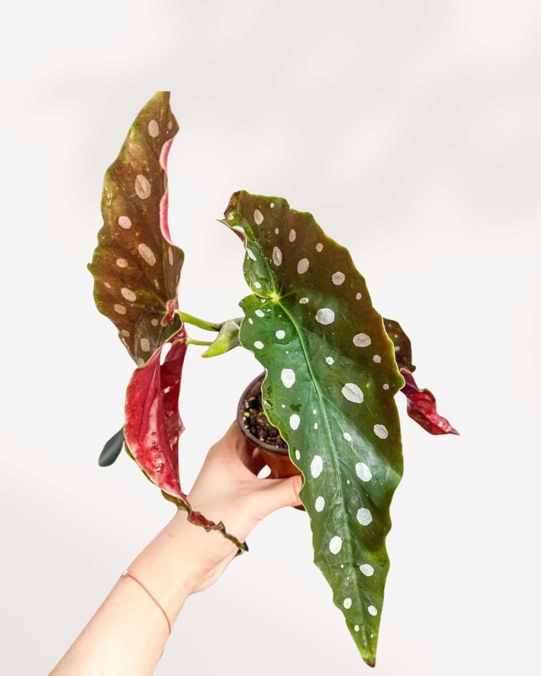 Bégonia Maculata