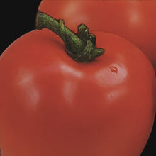 Best of All Tomato
