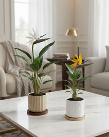 Bird of Paradise [Test]