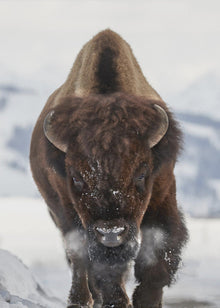 Décoration murale Bison En approche
