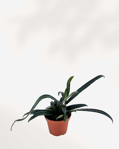 Blue Oil Fern