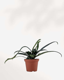 Blue Oil Fern