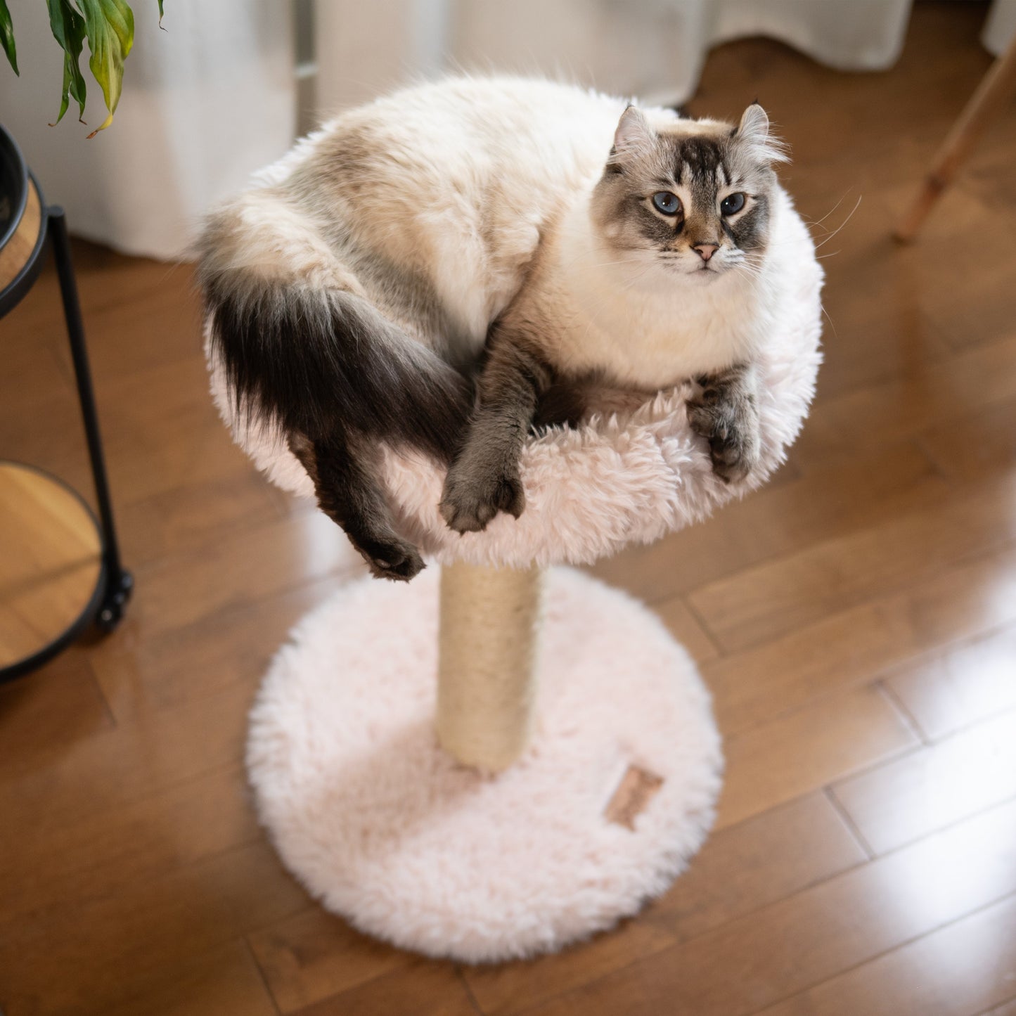 L'Arbre à chat Blush – 1 niveau