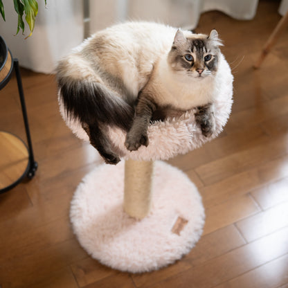 L'Arbre à chat Blush – 1 niveau