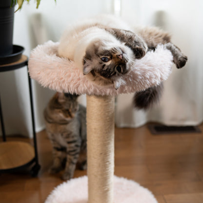 L'Arbre à chat Blush – 1 niveau