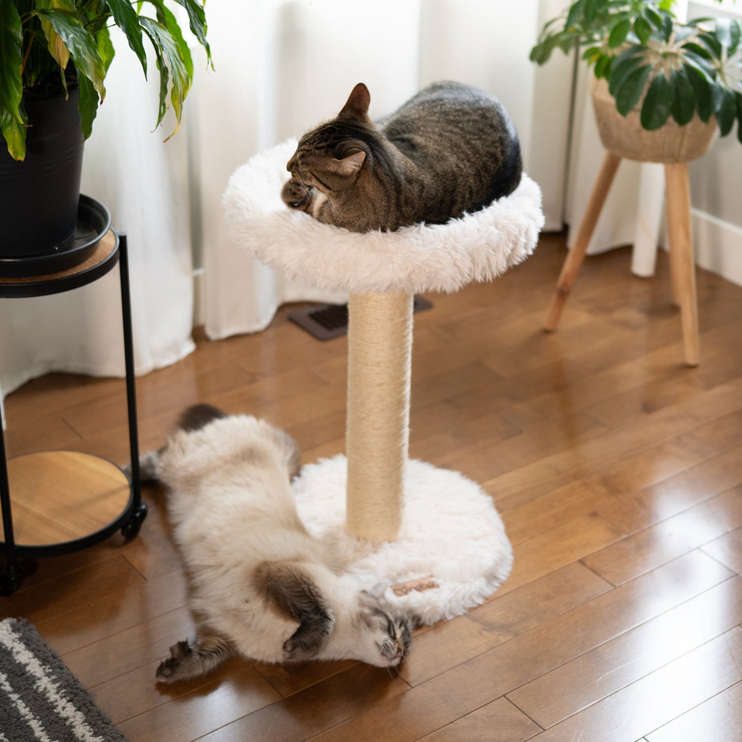 L'Arbre à chat Blush – 1 niveau