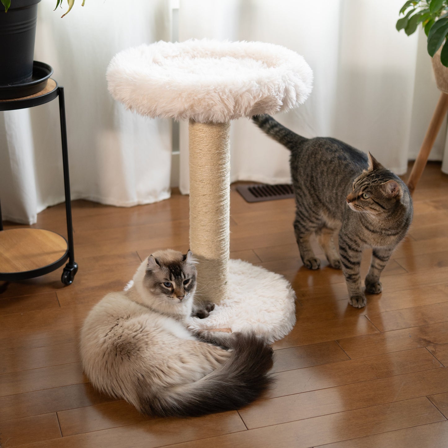 L'Arbre à chat Blush – 1 niveau