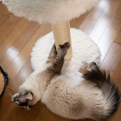 L'Arbre à chat Blush – 1 niveau