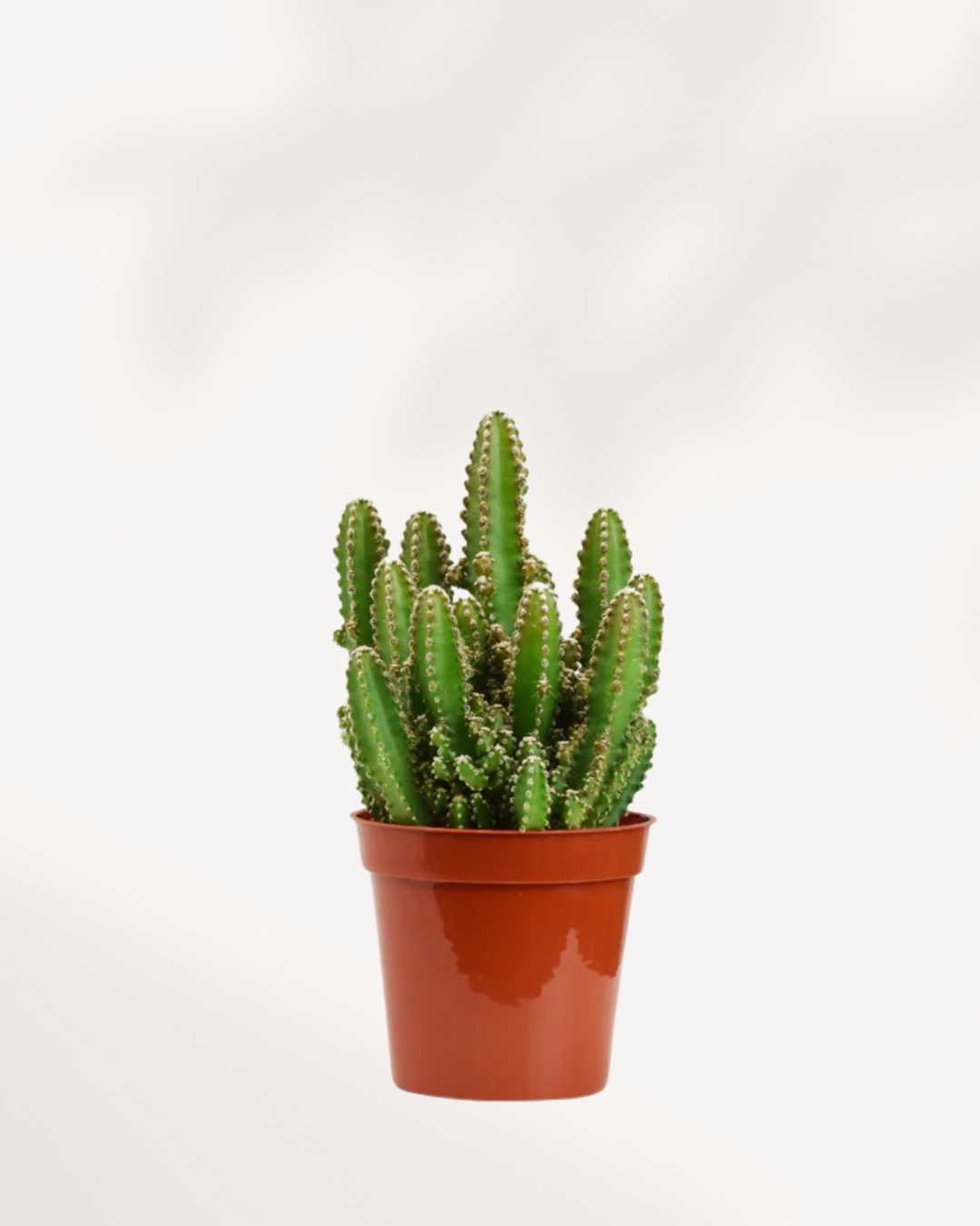 Cactus Cereus Château de Fées