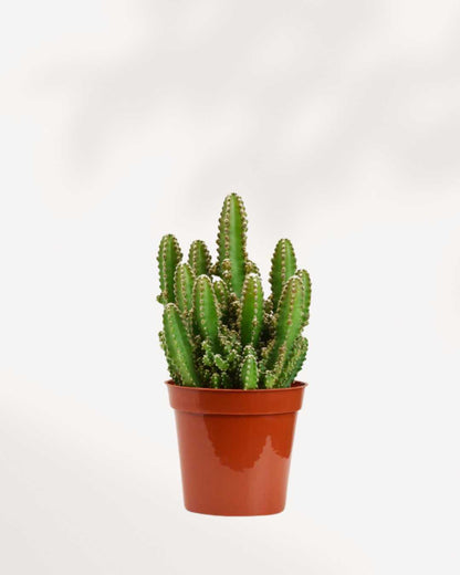 Cactus Cereus Château de Fées