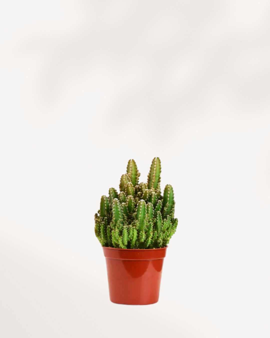 Boîte mystère de cactus