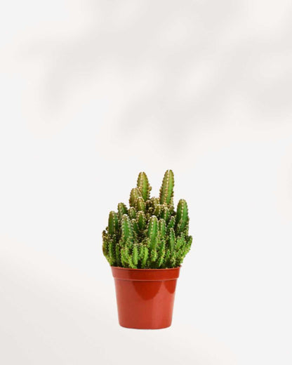 Boîte mystère de cactus