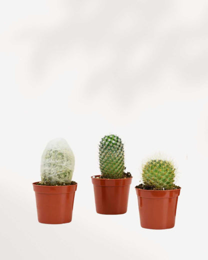 Boîte mystère de cactus