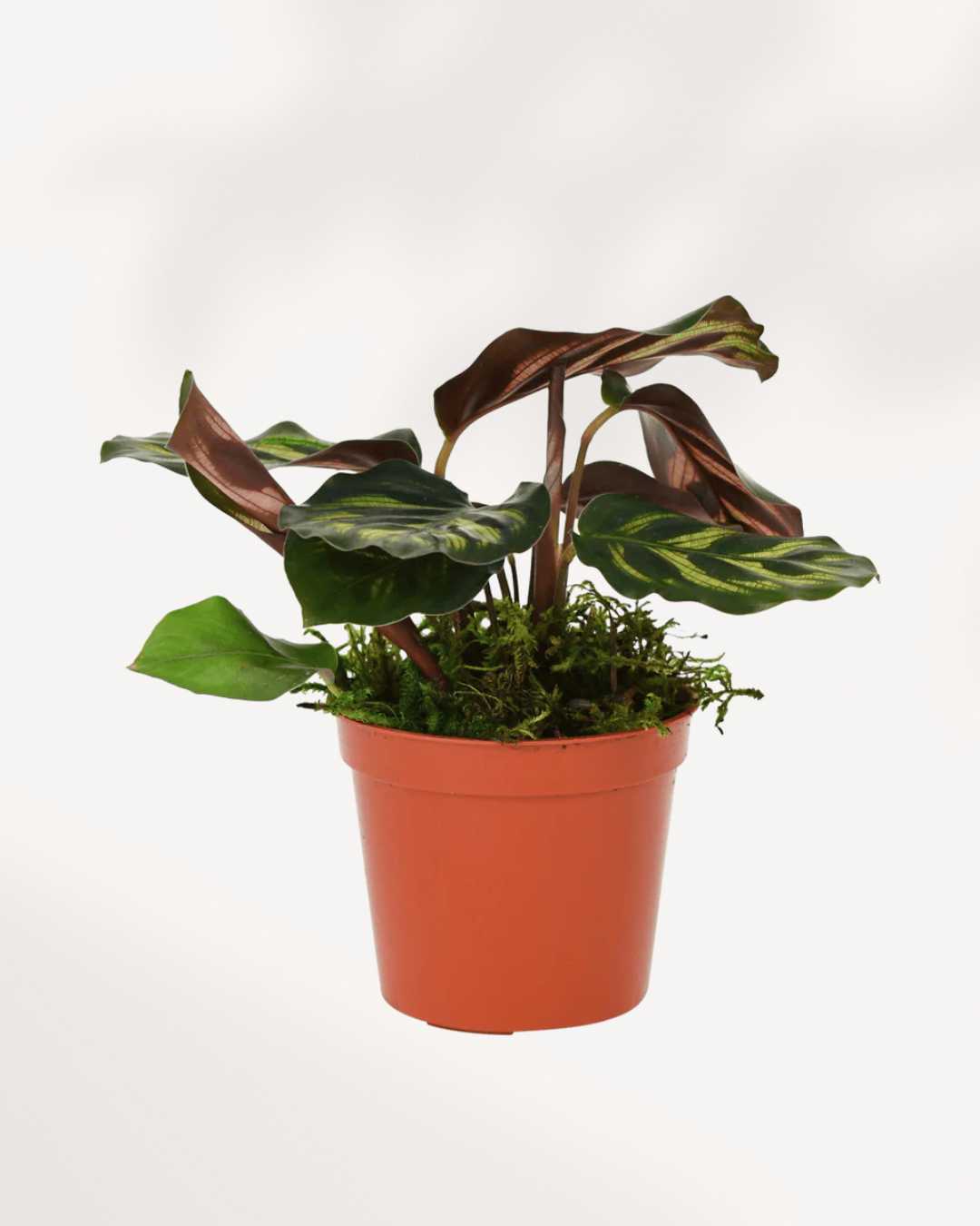 Calathea Makoyana (Plante paon)