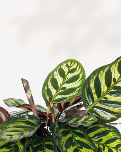 Calathea Makoyana (Plante paon)
