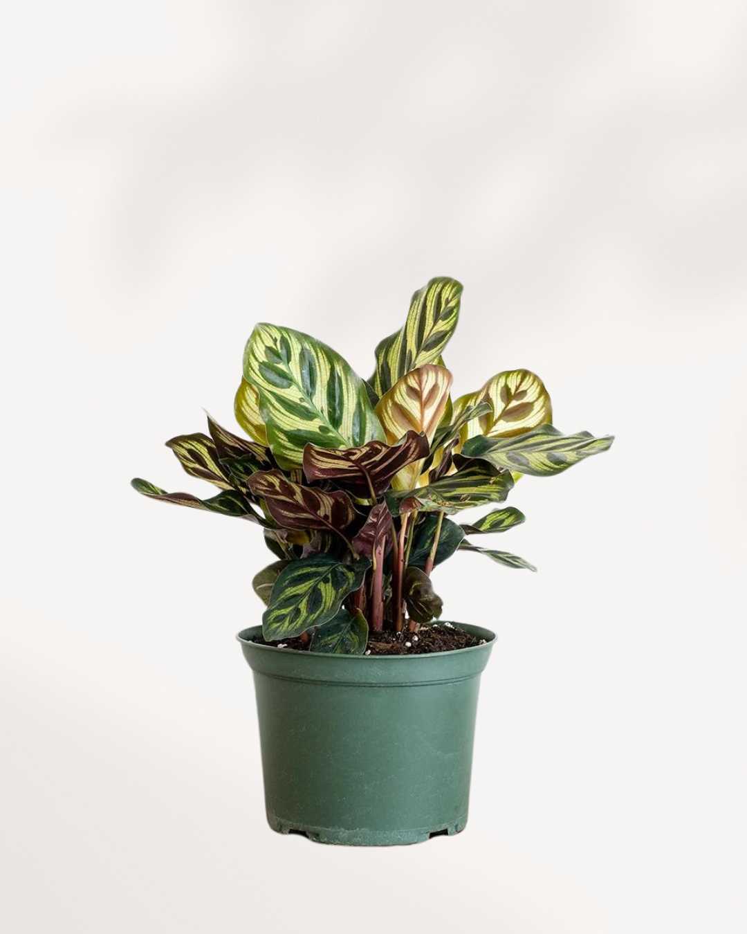 Calathea Makoyana (Plante paon)