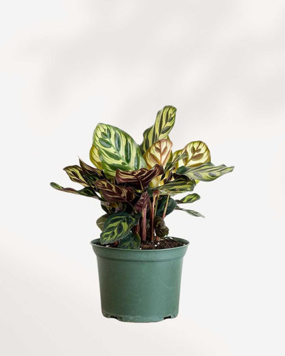 Calathea Makoyana (Plante paon)