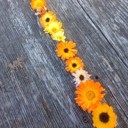Le pack famille de fleurs