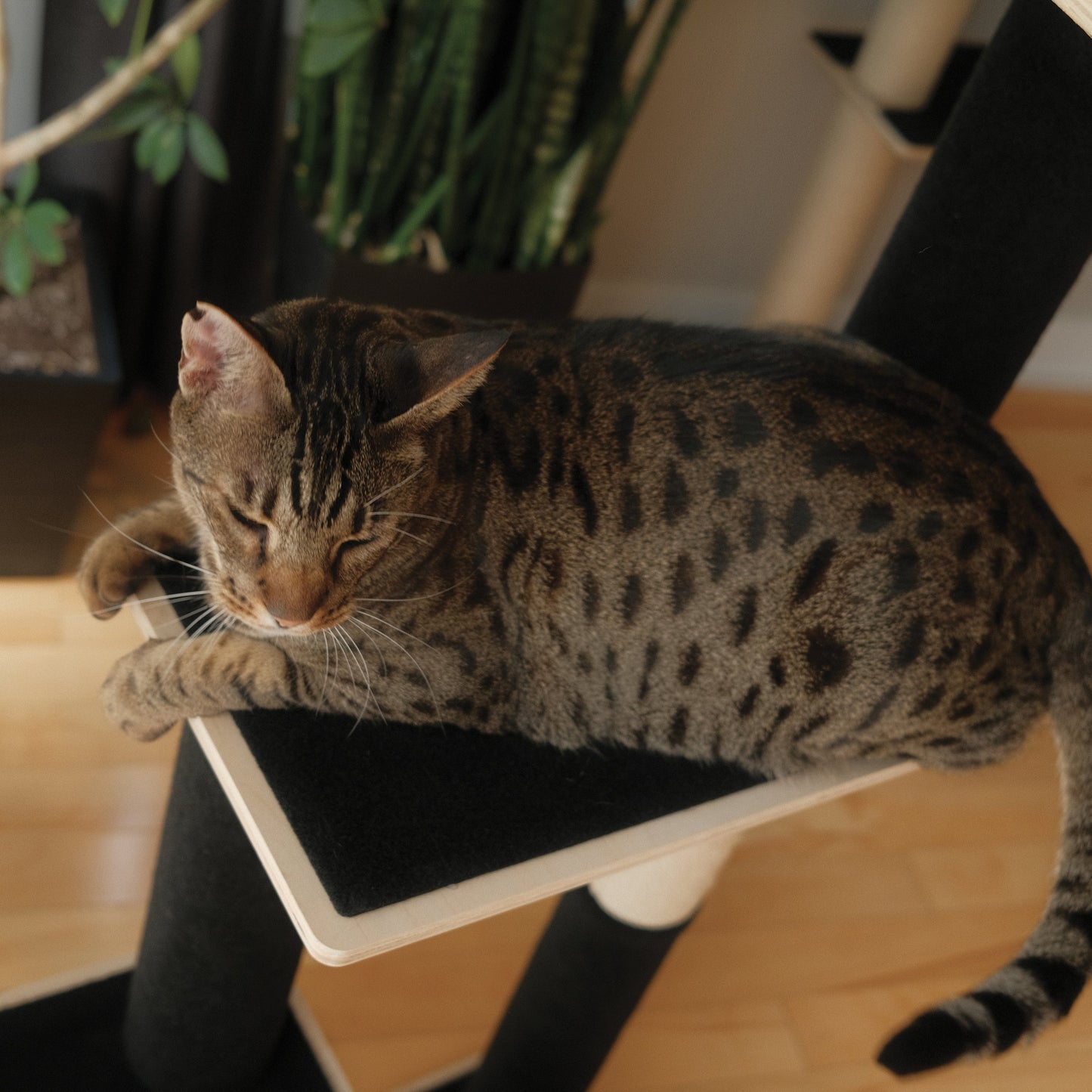 Arbre à chat Noba en contreplaqué moderne à 3 niveaux