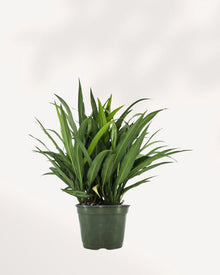 Chinese Evergreen Cutlass [Test]