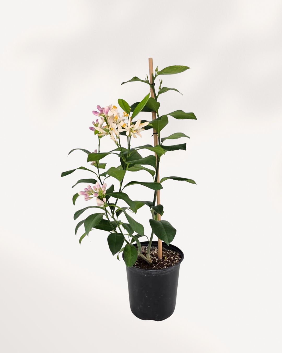 Citrus Meyer Lemon