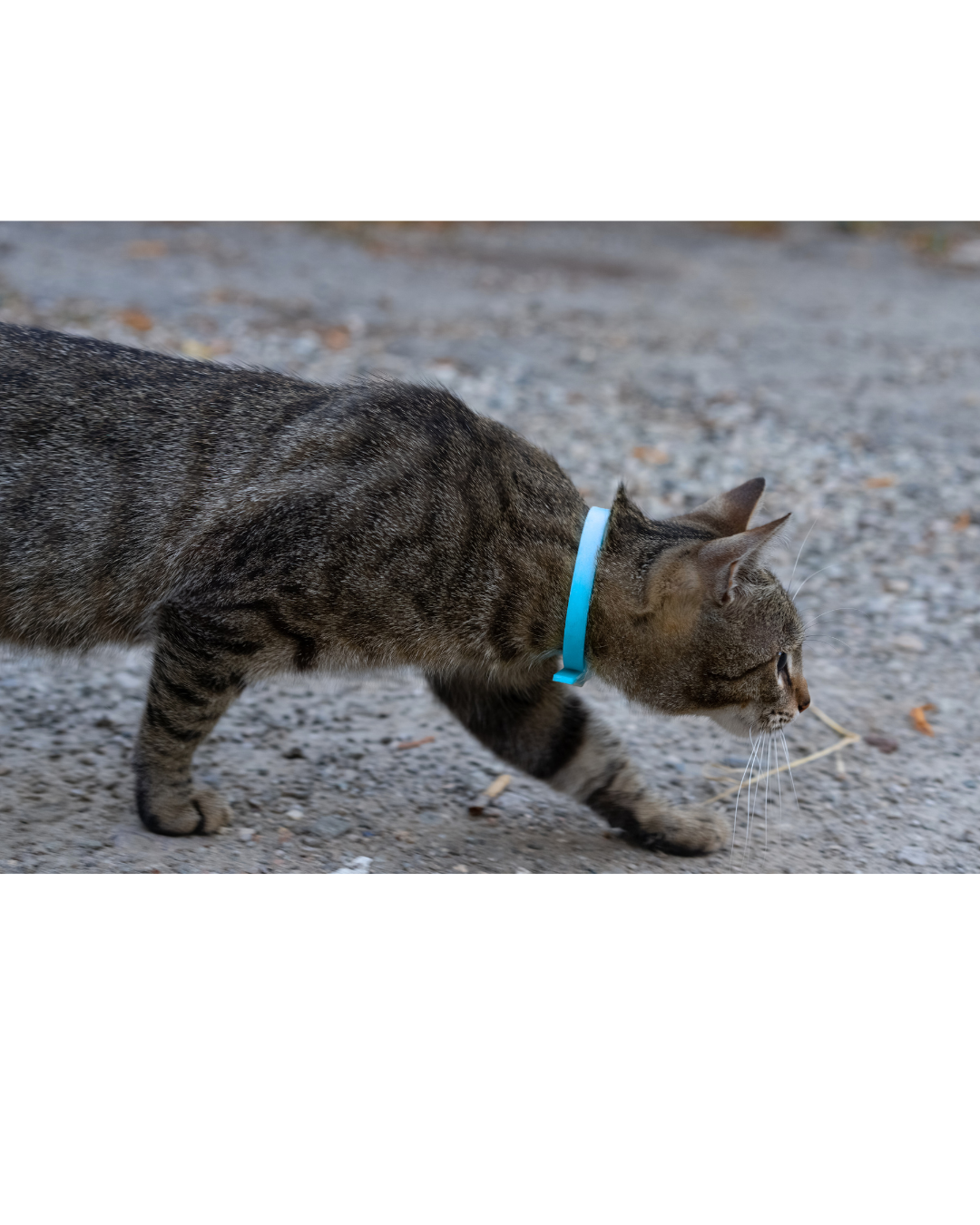 BioThane Cat Collar - Handmade in Quebec