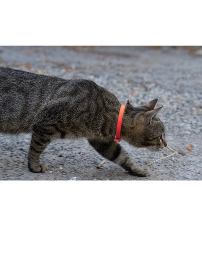 BioThane Cat Collar - Handmade in Quebec