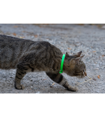 BioThane Cat Collar - Handmade in Quebec