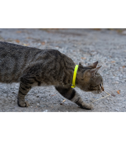BioThane Cat Collar - Handmade in Quebec
