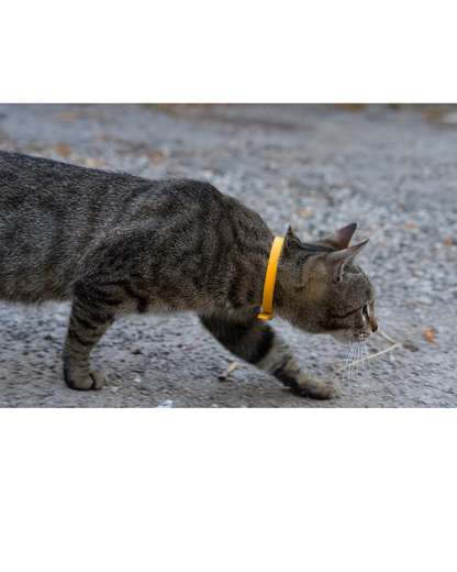 BioThane Cat Collar - Handmade in Quebec