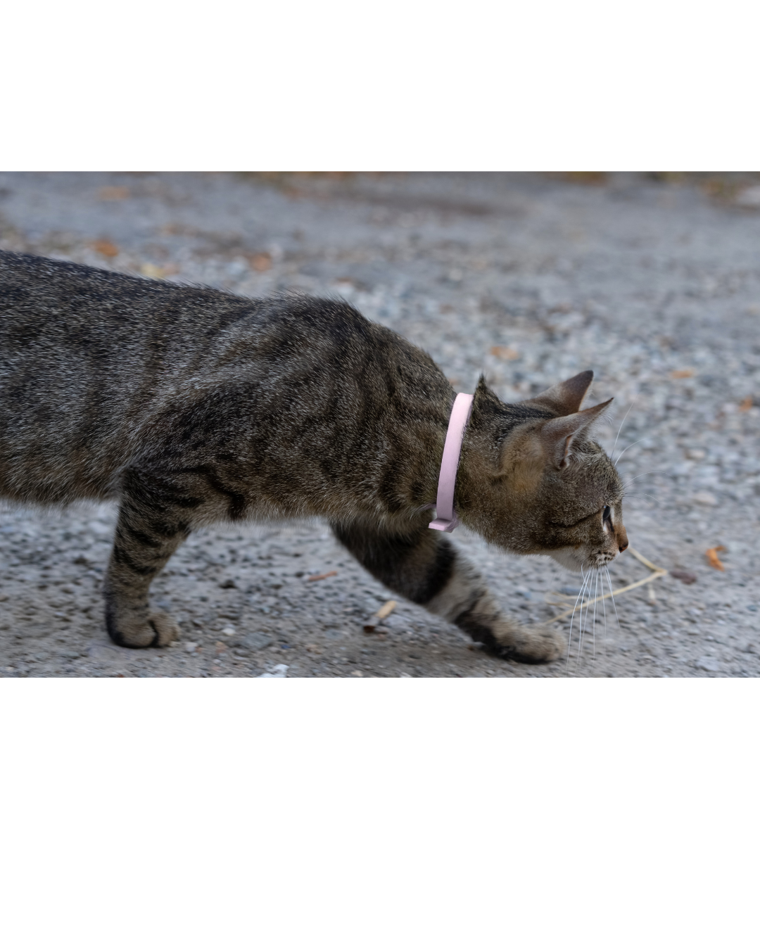 BioThane Cat Collar - Handmade in Quebec