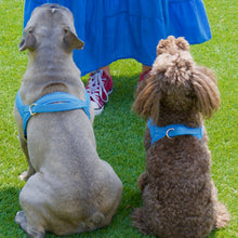 Harnais pour chien à un clic Maya Blue
