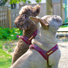 Harnais pour chien à clipser — Vin rouge