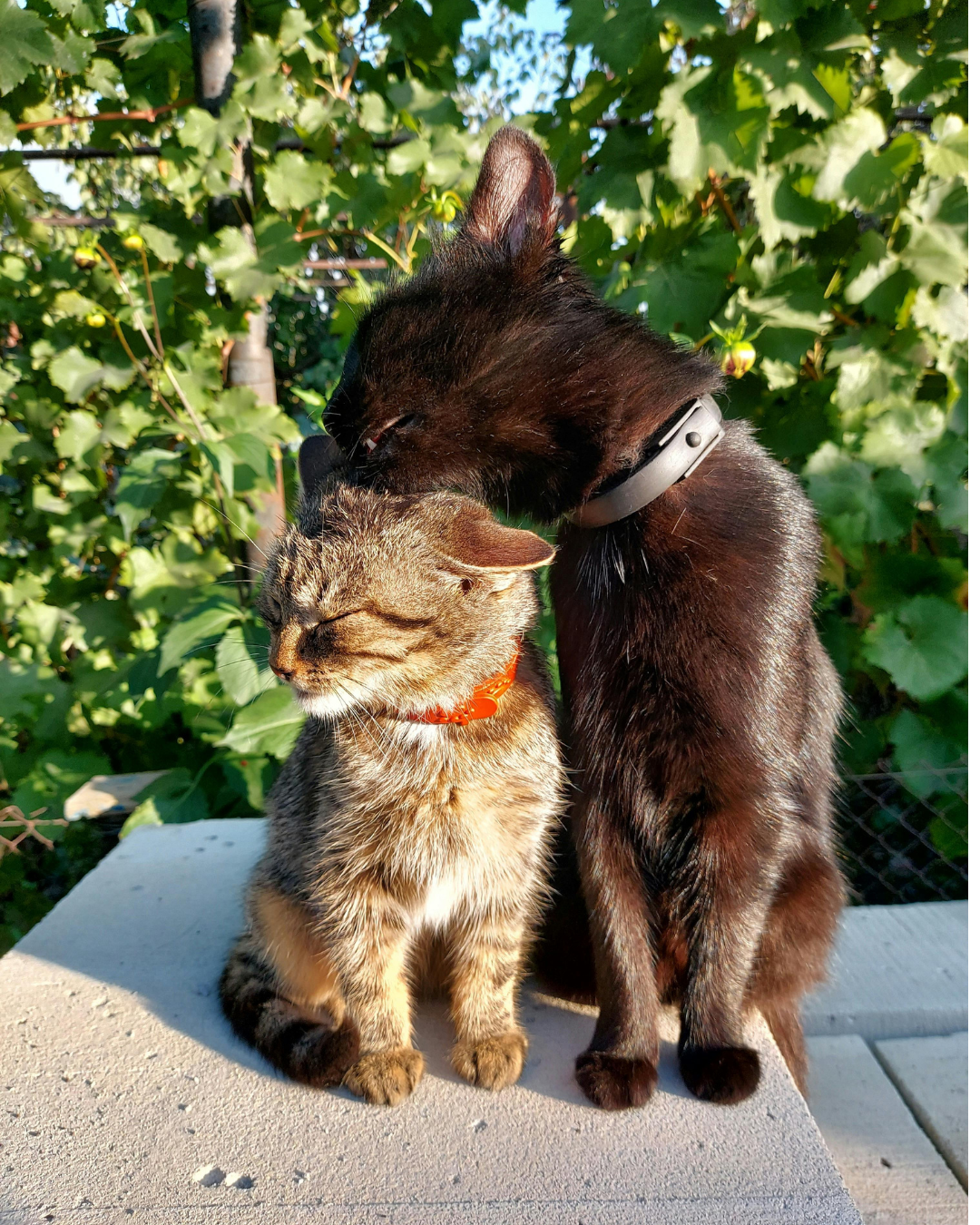 BioThane Cat Collar - Handmade in Quebec