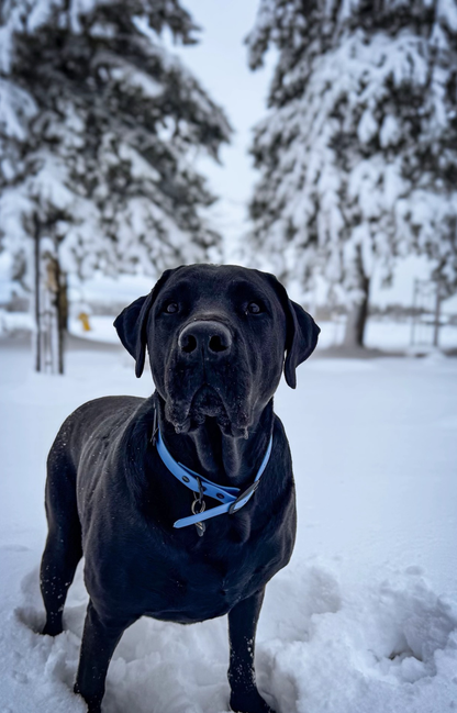 Biothane dog collar - Handmade in Quebec
