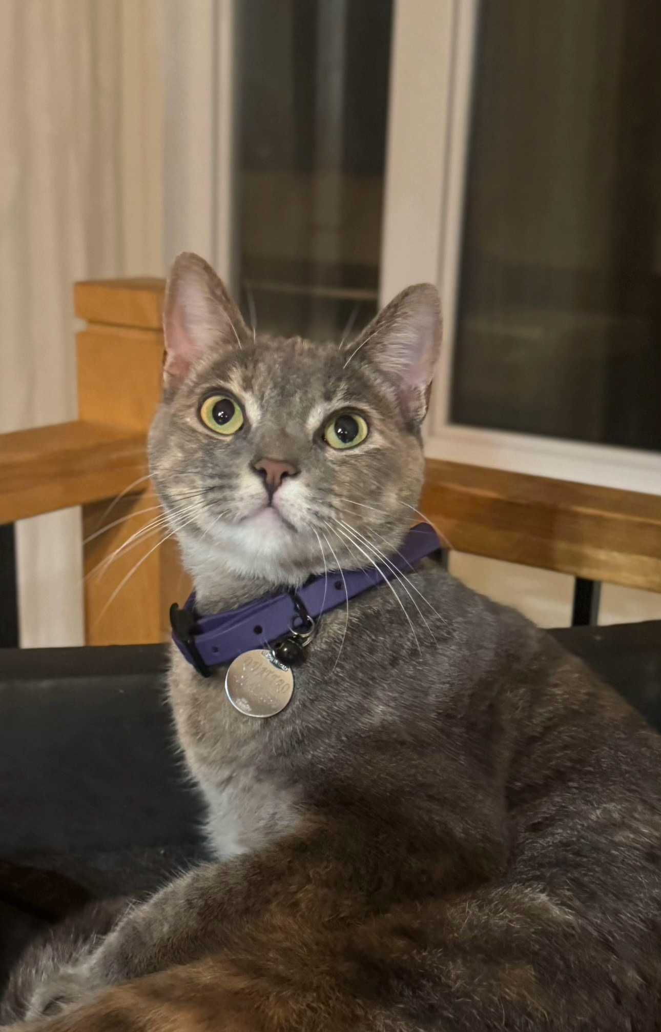 BioThane Cat Collar - Handmade in Quebec