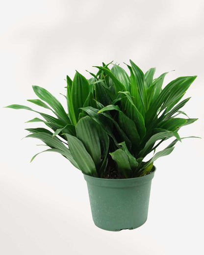 Dracaena Janet Craig