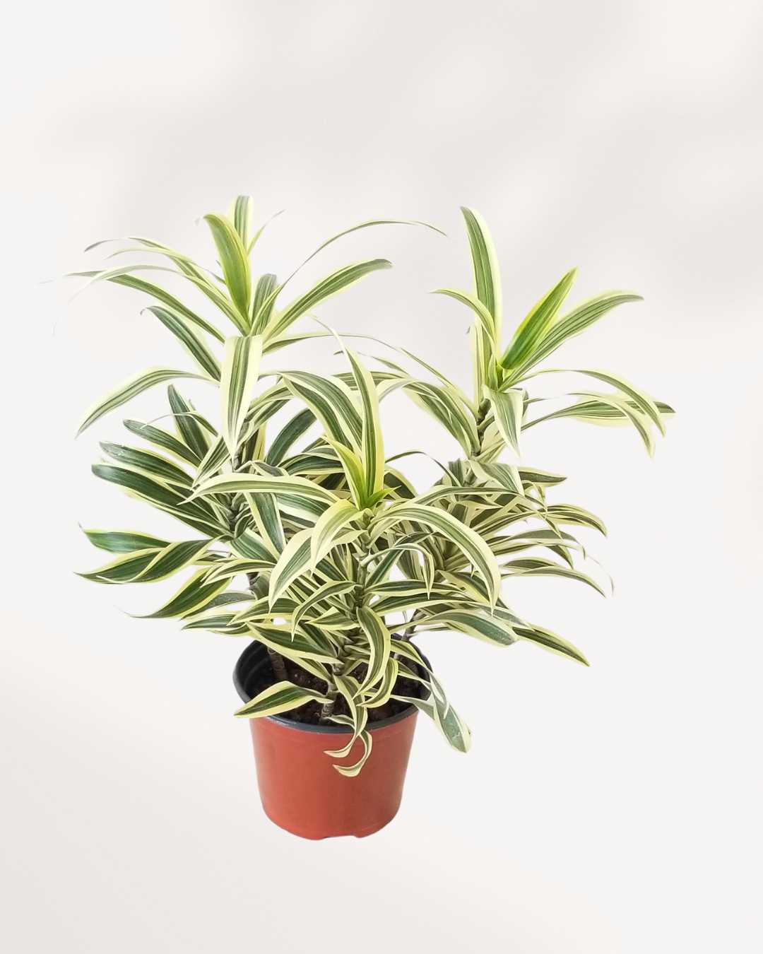 Plante d'intérieur Dracaena Reflexa 'Song of India'