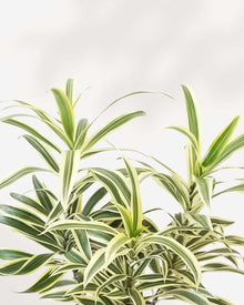 Dracaena Reflexa 'Song of India' Indoor Plant