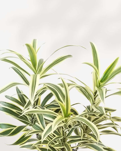 Plante d'intérieur Dracaena Reflexa 'Song of India'