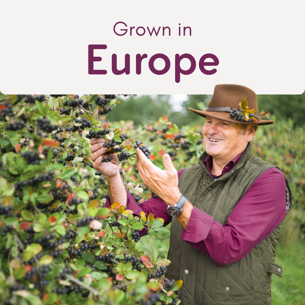 Baies d'aronia biologiques séchées 500 g (17,6 oz)