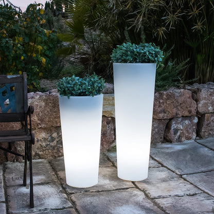 Ficus<br> Solaire et rechargeable